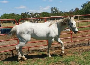 rescue horses for adoption florida | pet rescue florida