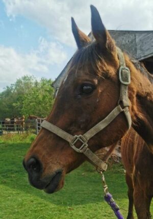rescue horses for adoption florida | pet rescue florida